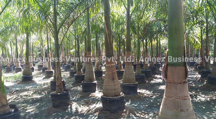 royal palm trees for sale